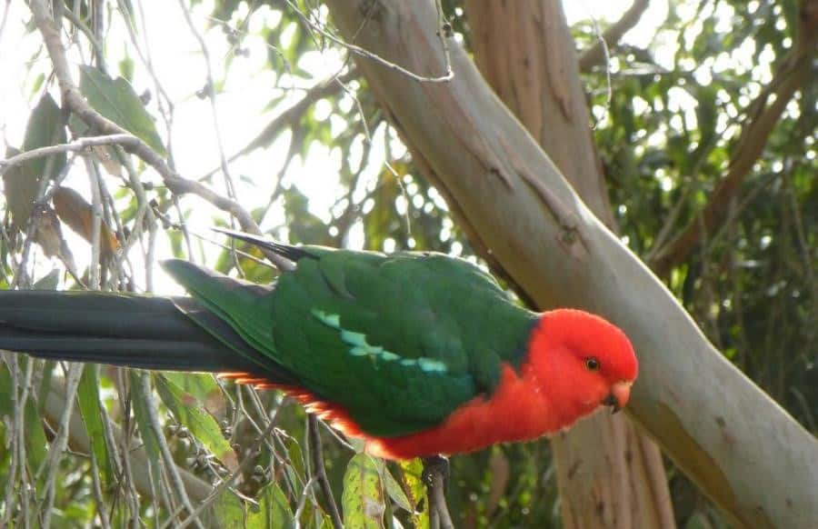 King-Parrot-Great-Ocean-Road-Australia