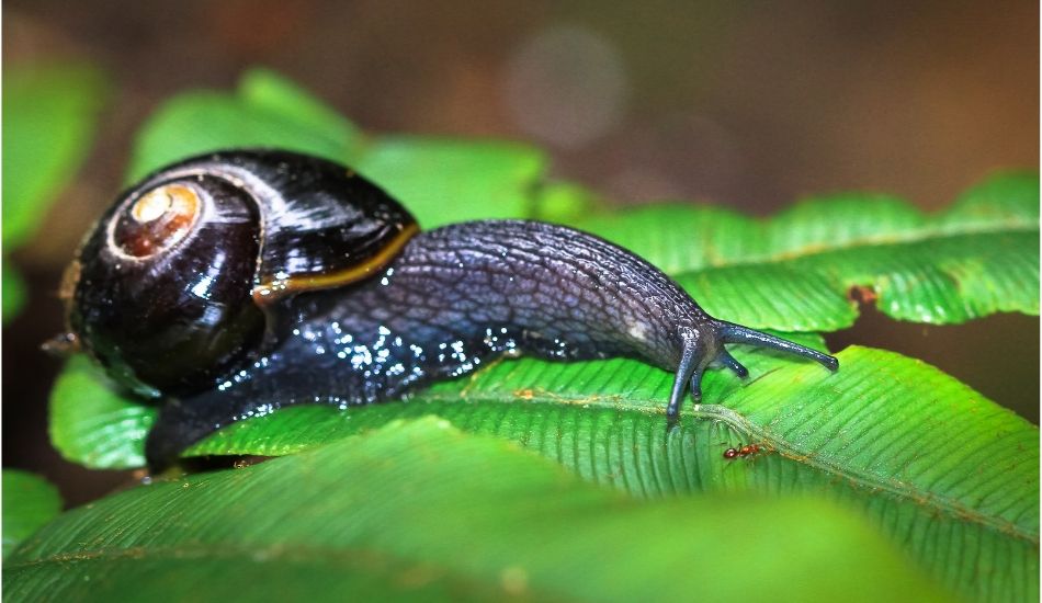 Image of the carniverous Otway Black snail, Great Ocean Road